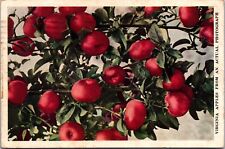 VINTAGE POSTCARD VIRGINIA APPLES IN SPENDOR AS TAKEN FROM A PHOTOGRAPH 1920s picture