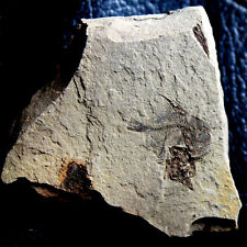 Capros radobojanus - Nice Oligocene fossil fish picture