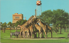 Busch Gardens Giraffes Zebras Tampa Florida 1968 Curt Teich Postcard - Unposted picture
