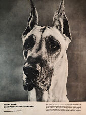 1955 Esquire Dog Photograph GREAT DANE Champion Jo-Art's Heather Carl Perutz picture