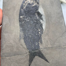 Fish fossil specimens from Guizhou picture
