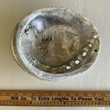 Vintage Abalone Shell Massive 9-1/16