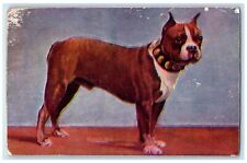 1907 American Boxer Dog Harding Massachusetts MA Posted Antique Postcard picture