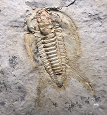 Trilobite Perrector Lower Cambrian Fossil - Tazemourt, Morocco picture