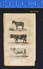 The Ass, Ox & Sheep -1830 Goldsmith Engraving picture