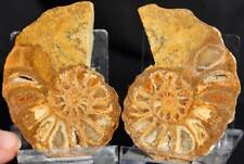 2517 RARE TEXAS PAIR Ammonite 68gm Med 64mm Calycoceras Tarrant Co Fossil 2.5