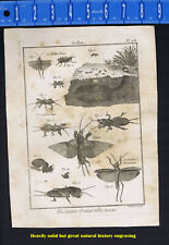 Grillon, Crickets in Natural Habitat - 1797 Panckoucke Insect Engraving  picture