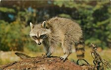 Mr Raccoon Vintage Chrome Postcard picture