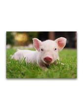 Adorable Newborn Pig  Poster -Image by Shutterstock picture