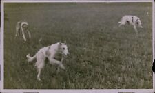 GA51 Original Underwood Photo THE GREYHOUND'S RIVAL Borzois Russian Sighthounds picture