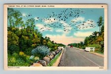 Miami FL-Florida, Tropical Tamiami Trail at Big Cypress Swamp, Vintage Postcard picture