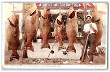 1911 World's Record Catch Sea Bass Fishes Santa Catalina California CA Postcard picture