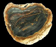 Beautiful Orbicular Blue Mountain Jasper Specimen Old Stock Polished Streamers picture