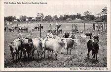 Vintage 1940s Stryker's RODEO Series Postcard 