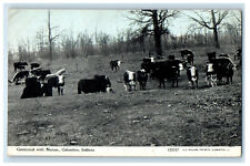 c1920s Herd of Cows, Contented with Nature, Columbus IN Photoette Postcard picture