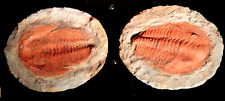 Trilobite - Split Pair Fossil of the Trilobite Cambropallas Telesto 6” x 7” picture