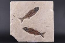 Fossil Fish 2 Mioplosus Fossil Lake Green River Formation Wyoming WY COA 11337 picture