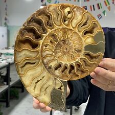 3.47LB Rare Natural Tentacle Ammonite Fossil Specimen Shell Healing Madagascar picture