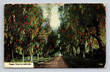 c1914 DB Postcard Los Angeles CA California Pepper Trees in California picture