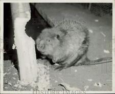 1957 Press Photo Beaver Cutting Down Tree, Illinois - afa20394 picture