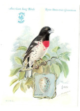 1927 Singer Sewing Machines American Song Bird Trade Card Rose Breasted Grosbeak picture