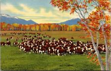 Postcard Cattle on the Range in the Southwest New Mexico N M [bu] picture