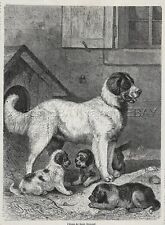 Dog St. Saint Bernard & Puppies Large 1870s Antique Engraving Print & Article picture