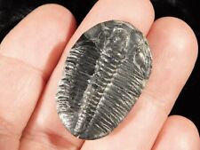 500 Million Year Old Elrathia TRILOBITE Fossil From Utah 3.99 picture