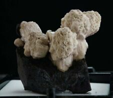 Olmiite / RARE Thumbnail Mineral Specimen / Kalahari Manganese, South Africa picture