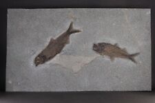 Beautiful Fossil Fish Pair Knightia Green River Formation Wyoming WY COA 10688 picture