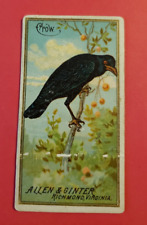 Allen & Ginter 1888 N4 Birds of America Tobacco Card- Crow picture