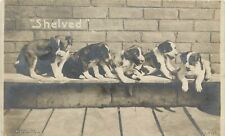 c1905 Rotograph Dog RPPC B-5107 Puppies on Bench 