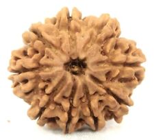 Rare Super collector 9 mukhi rudraksha with 9 seeds - 27.13mm - Nepal -Certified picture