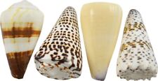 10 Assorted Cones Shells Seashells 3-4
