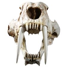 1:1 Size Ancient Animals Saber Tooth Cat Tiger Skull Sabertooth Smilodon picture