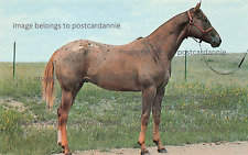 Kyloe Appaloosa Horse Ranch Apache Roco Stallion Blaisdell ND Vtg Postcard Z1 picture