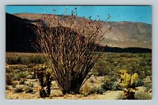 Ocotillo, Thorny, Scarlet-Flowered Desert Flora, Vintage Postcard picture