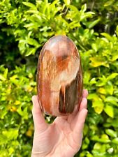 Large Petrified Wood Freeform from Madagascar picture