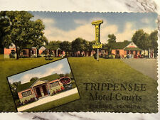 Trippensee Motor Courts Sebring Florida vintage Postcard picture
