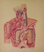 Handpainted ANATOMY STUDY SIGNED AND DATED 1960, Original A&P Art 24