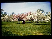 NB10 ORIGINAL KODACHROME 35MM SLIDE 1950s GIRLS IN FRONT OF BEAUTIFUL DOGWOODS  picture