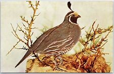 VINTAGE POSTCARD THE CALIFORNIA QUAIL EXHIBIT AT CHICAGO NATURAL HISTORY MUSEUM picture