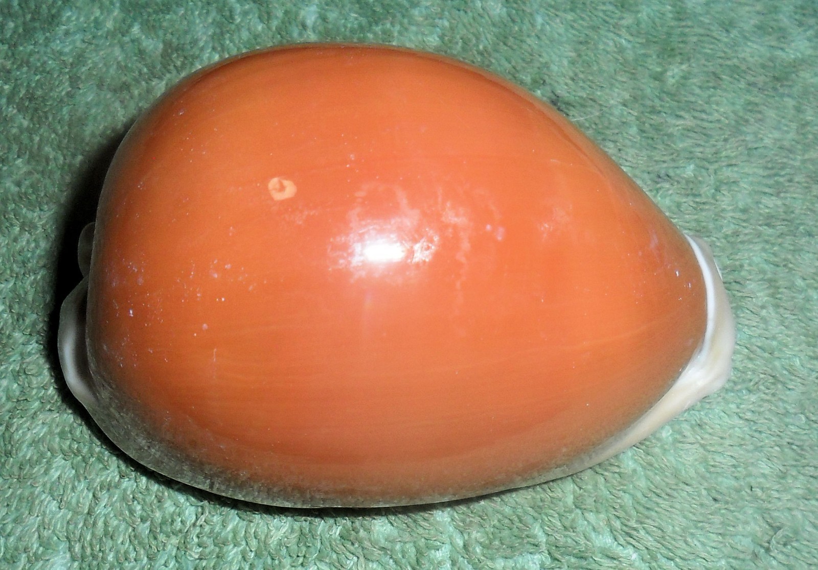 PH RFM 86712 Cypraea aurantium Gmelin 1791 83mm F++/Gem Samar, Philippines by ho PH RFM 86712 Cypraea aurantium Gmelin 1791 83mm F++/Gem Samar, Philippines by ho