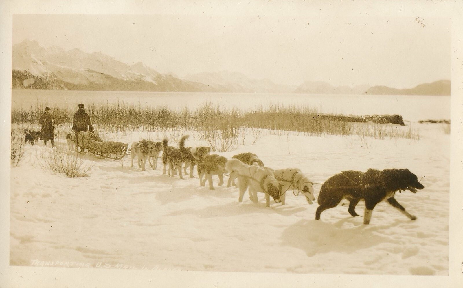 Alaska RPPC Sled Team Dogs In Snow Alaska RPPC Sled Team Dogs In Snow