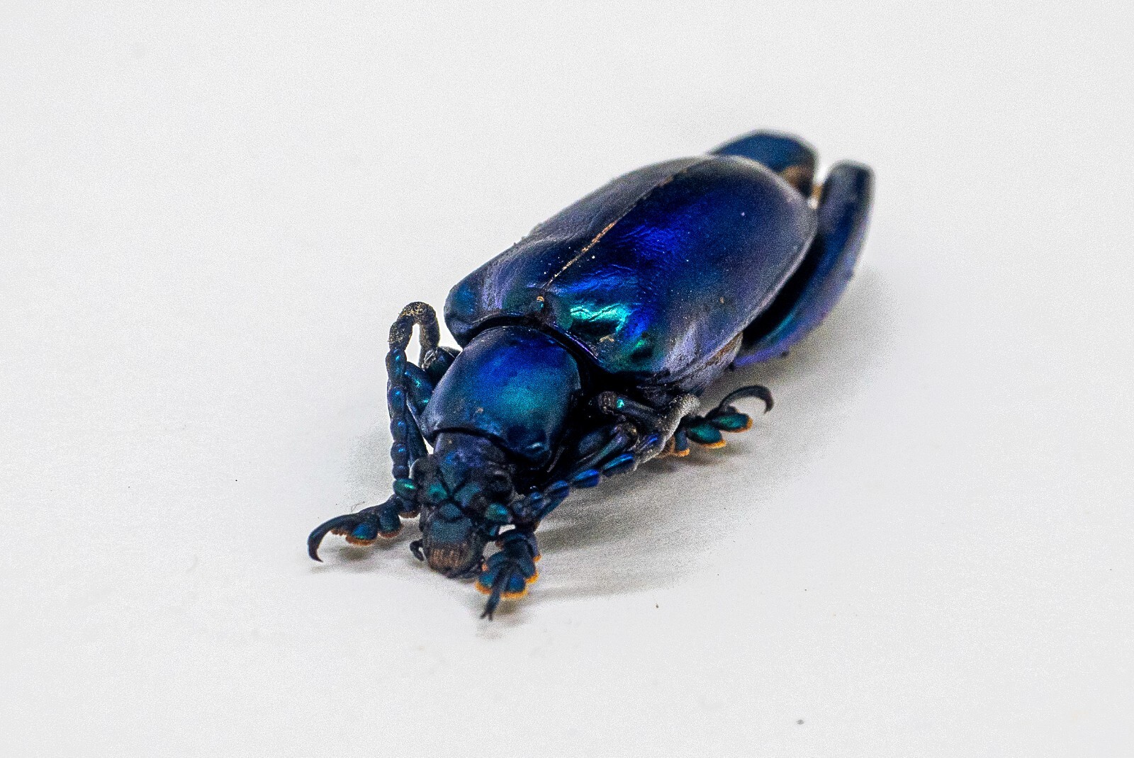 Beetle - Chrysomelidae - Sagra longicollis - Blueish Form - Chiangmai, Thailand Beetle - Chrysomelidae - Sagra longicollis - Blueish Form - Chiangmai, Thailand