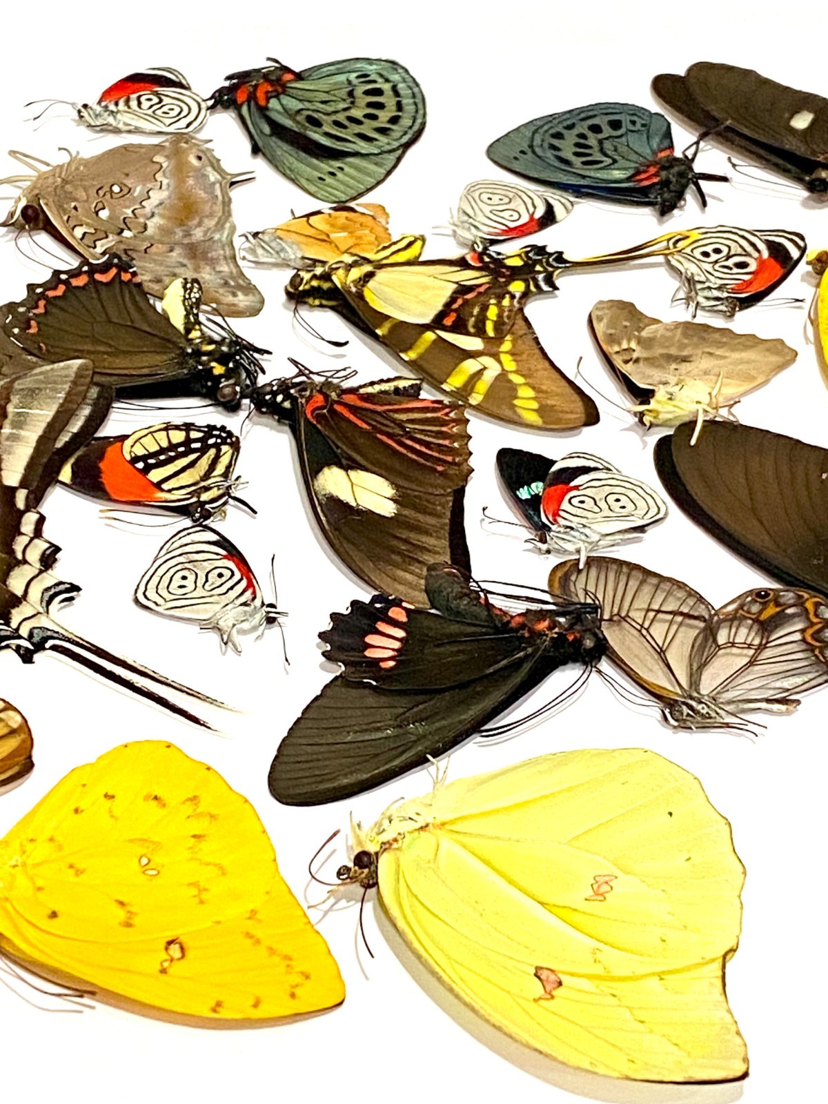 Insect Butterfly Nymphalidae Papilio-Mixed Premium Peruvian Butterflies-20 Lot