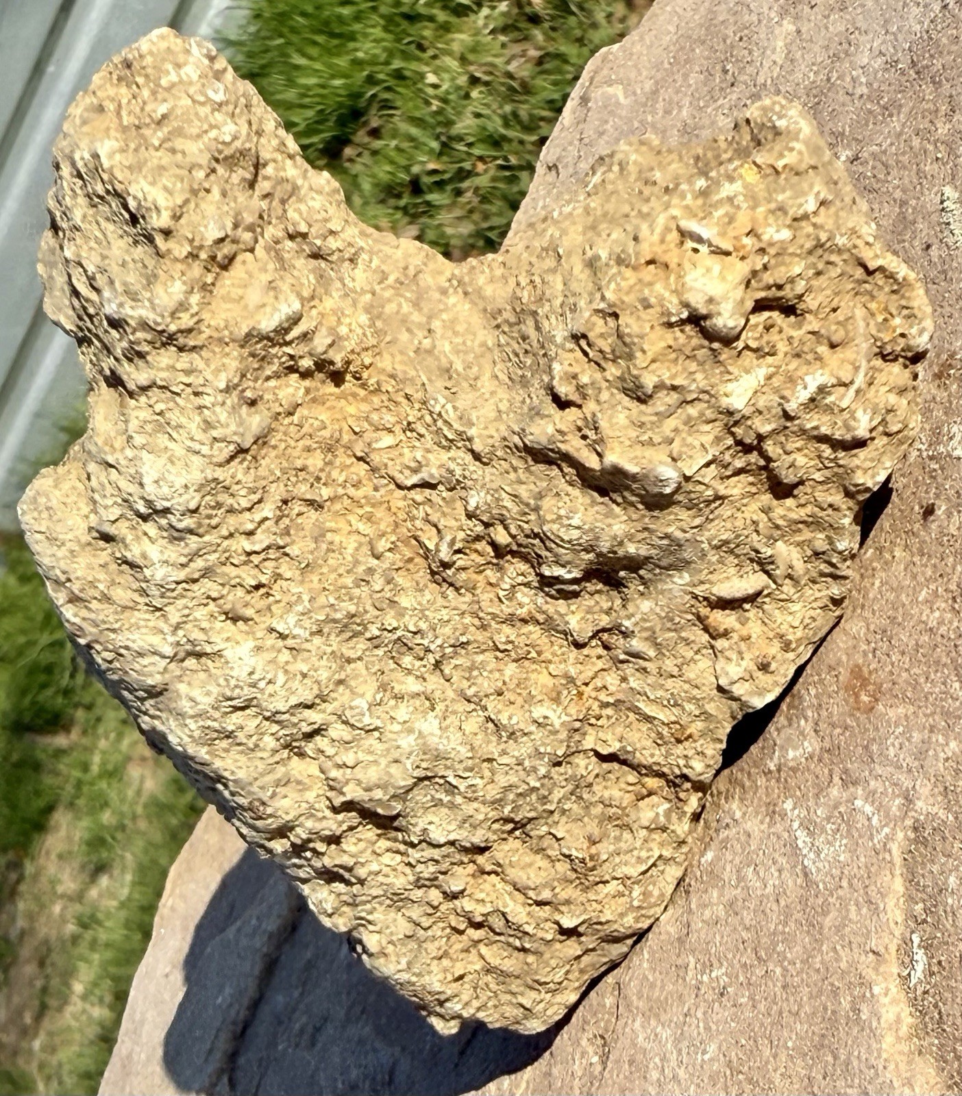 LOVELY* Natural Heart Shaped Fossilferous Limestone~Perfect Heart 💜 Shape Rock