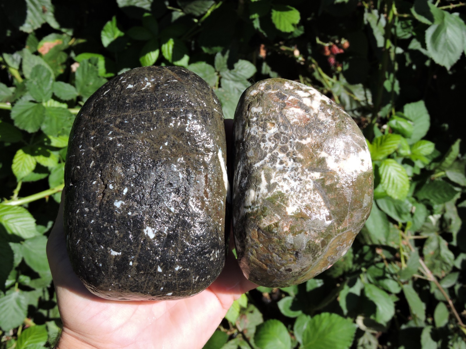 2 BEAUTIFUL & UNUSUAL PNW AGATIZED RHYOLITE Stone Rock Nodules (3.8LB total) 2 BEAUTIFUL & UNUSUAL PNW AGATIZED RHYOLITE Stone Rock Nodules (3.8LB total)