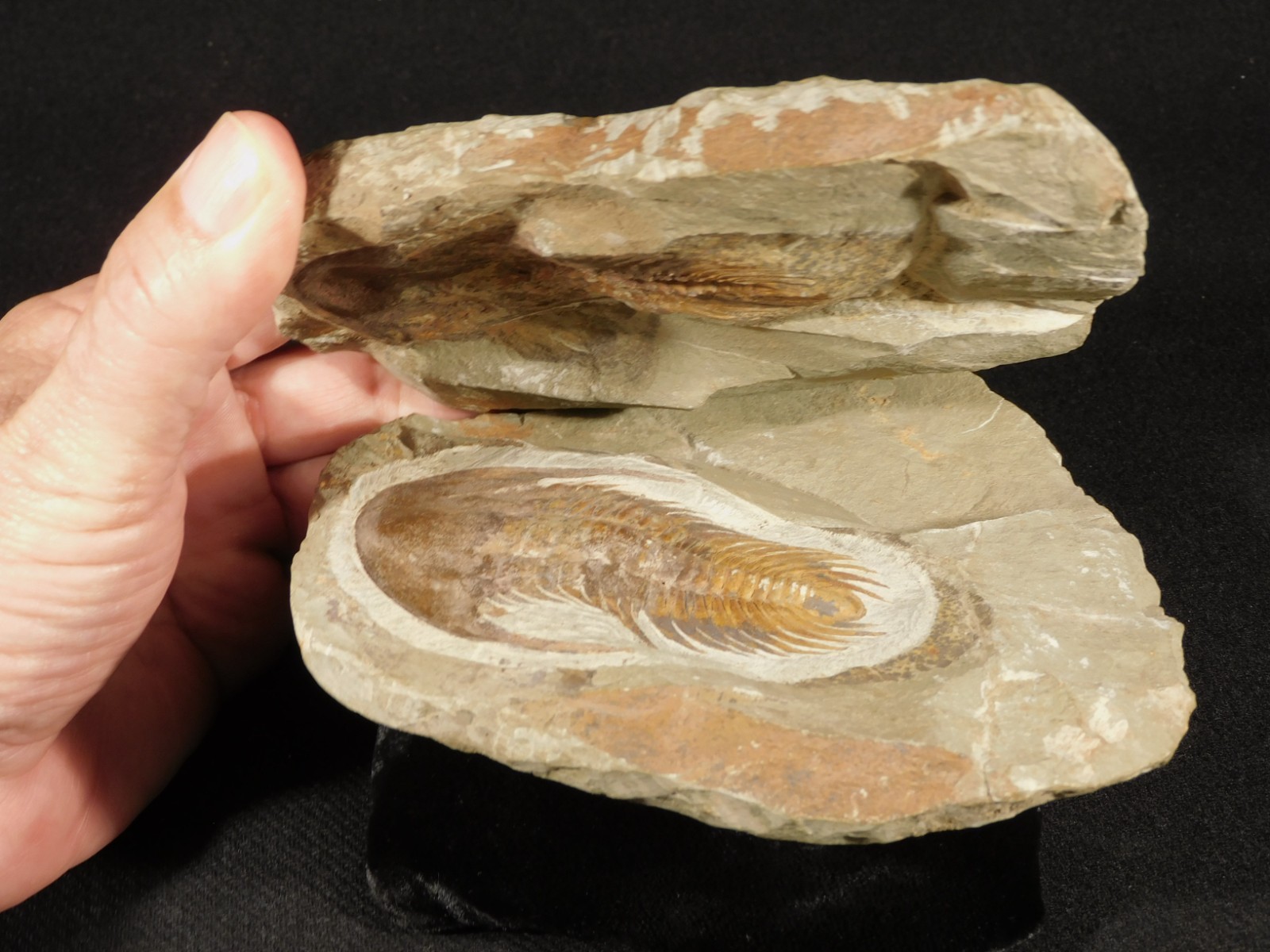 Big Super NICE Acadoparadoxides sp. TRILOBITE Fossil Morocco 1414gr Big Super NICE Acadoparadoxides sp. TRILOBITE Fossil Morocco 1414gr