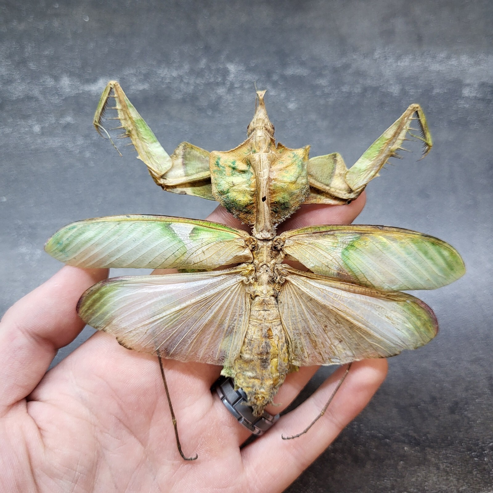 Real Devils Flower Mantis (M) Idolomantis Diabolica Praying Mantis Specimen RARE Real Devils Flower Mantis (M) Idolomantis Diabolica Praying Mantis Specimen RARE